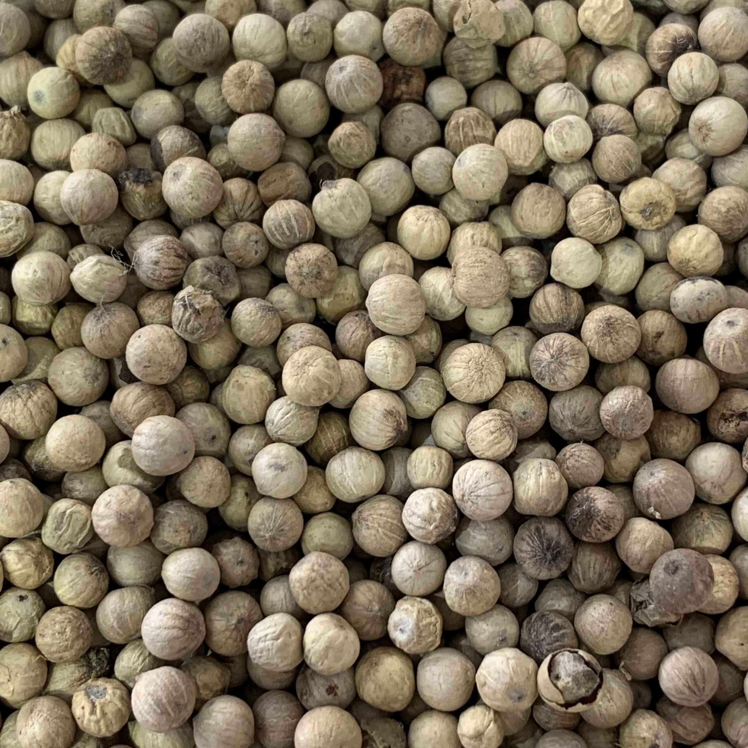 Madagascar Blanc