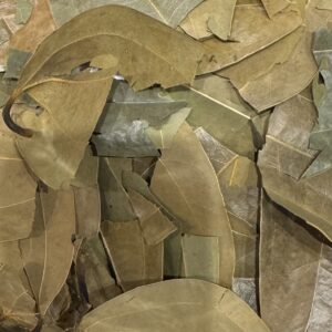 Feuilles de Cannelier