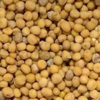 pepper and salt epicerie sarlat moutarde jaune 1